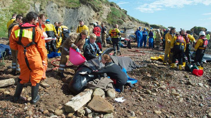 RNLI crew members assist during a mass stranding of pilot whales in Pittenweem