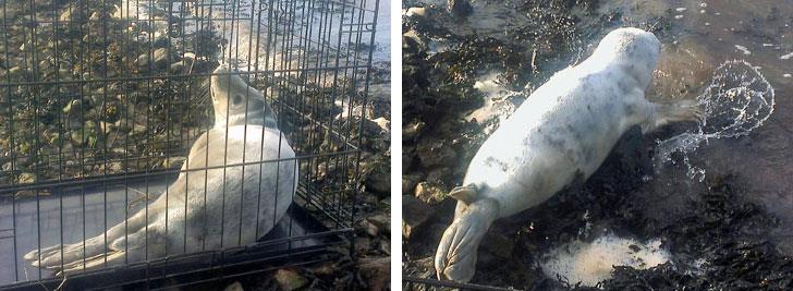 A seal rescued by Redcar RNLI is released back into the wild